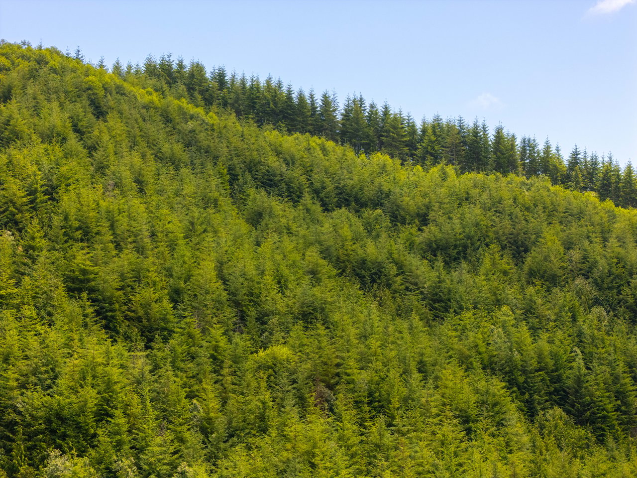 MILL CREEK FOREST
