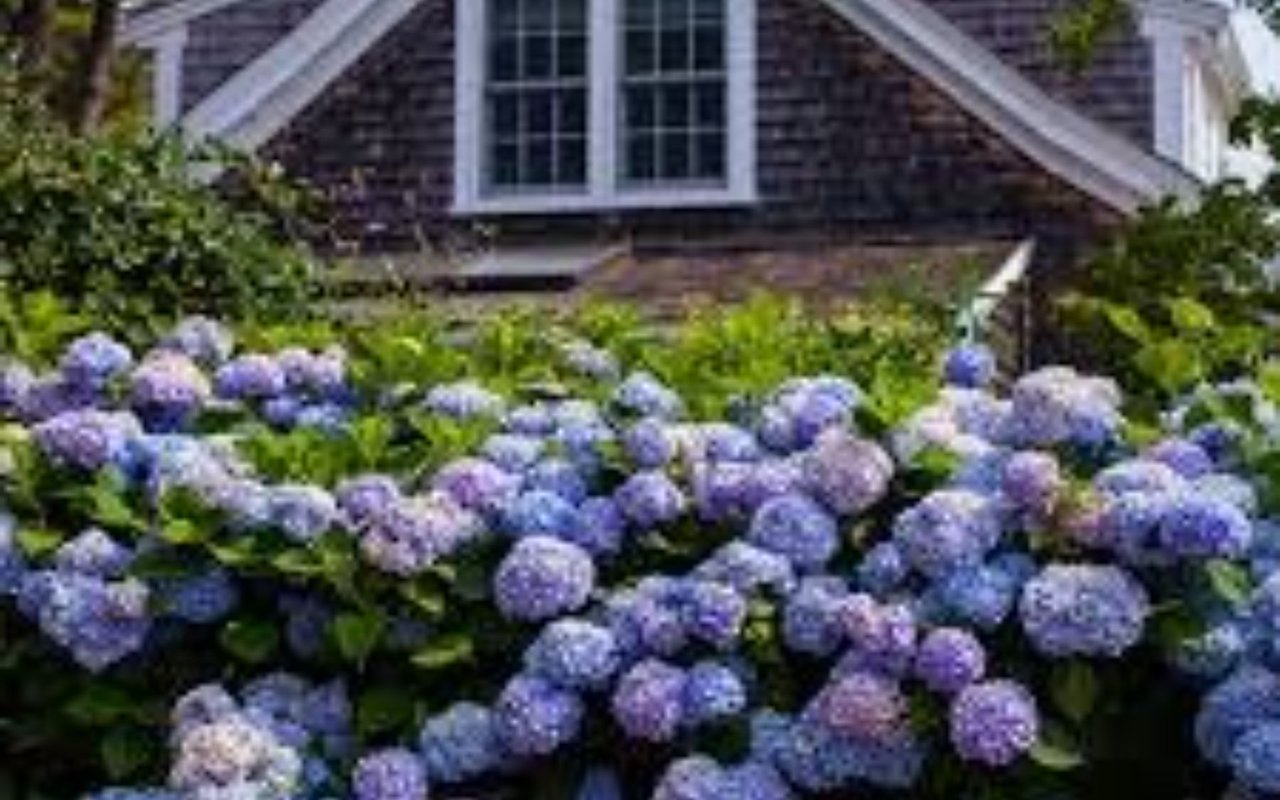 Hydrangea – Dream of an Endless Summer