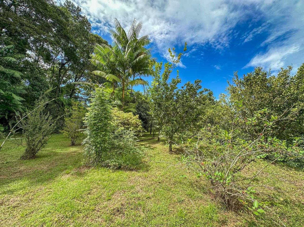 Ocean, jungle & mountain views on a meticulously landscaped 3-home family compound