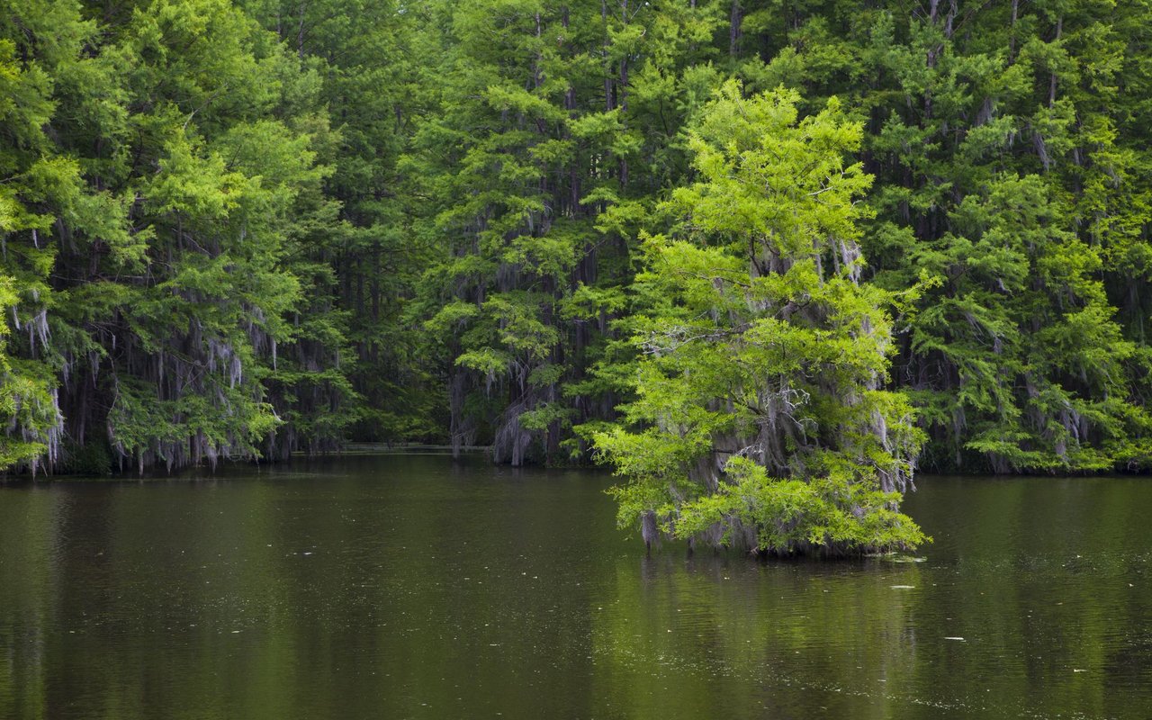 Calm lake bordered by dense green trees and a moss-draped cypress