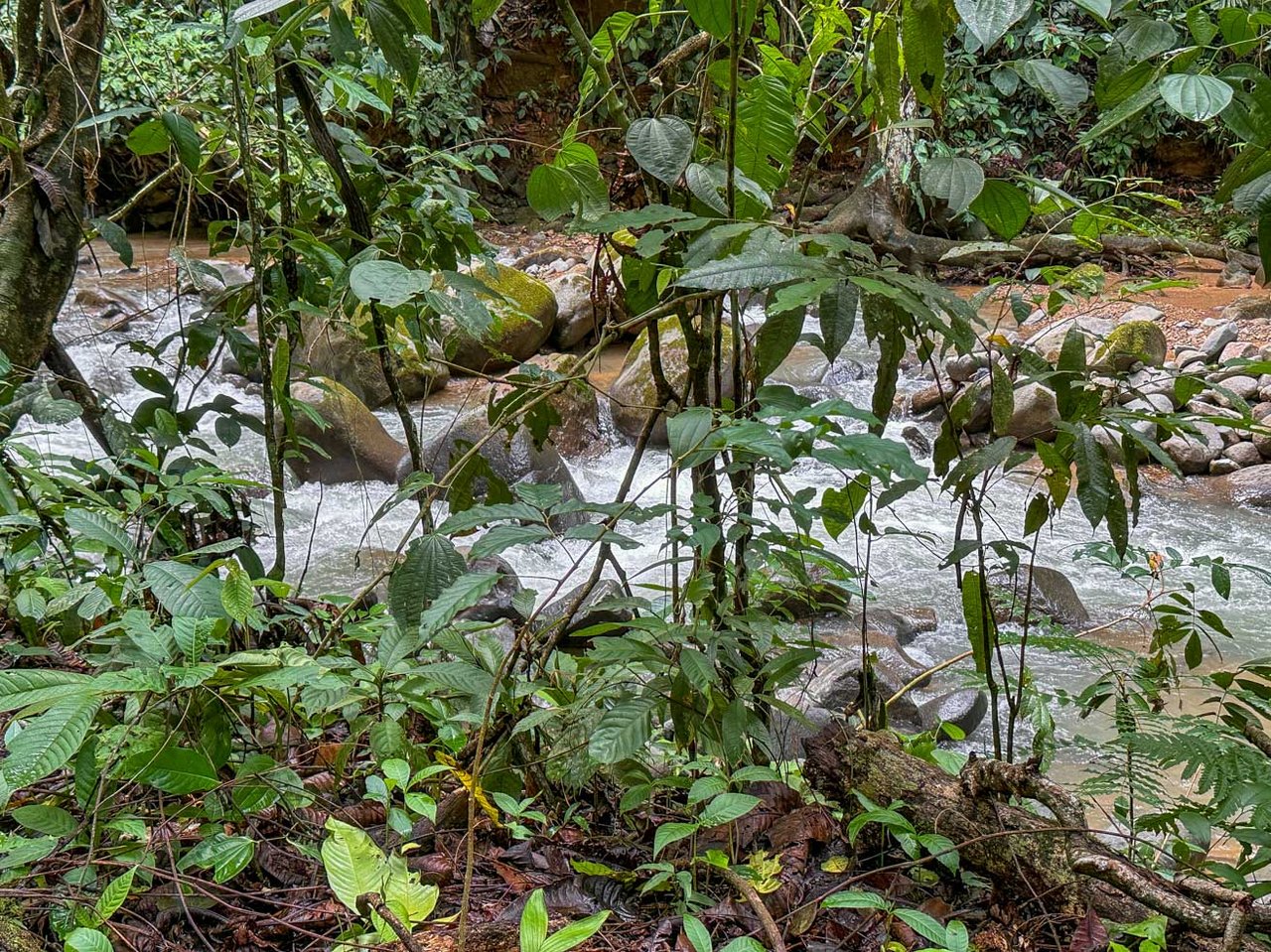 Rainforest Home with River, Jungle Trails & Pool in Ojochal