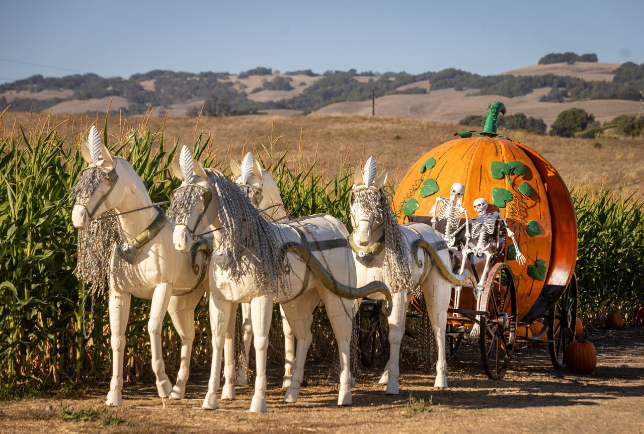 The Ultimate Guide to Sonoma County Pumpkin Patches in 2026
