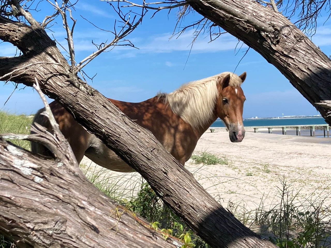 Harkers Island