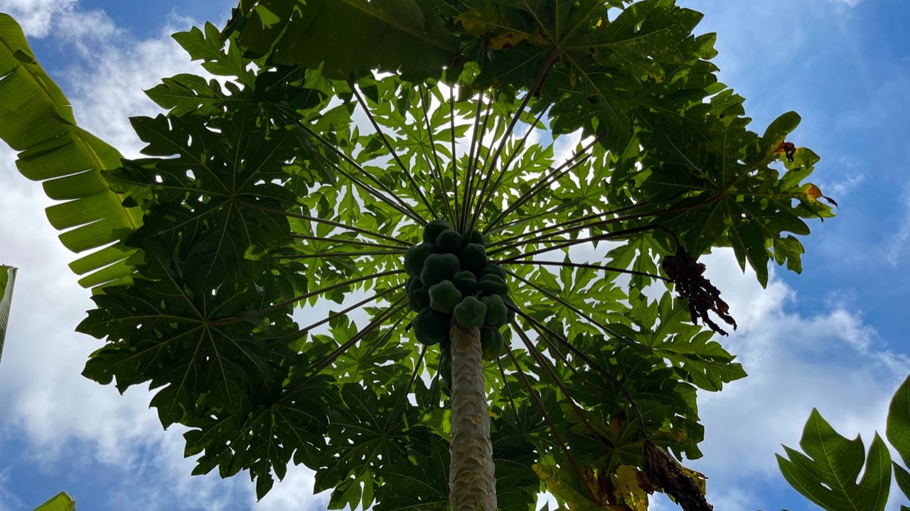 Mountain View Land with Several Building Sites and Mature Fruit Trees