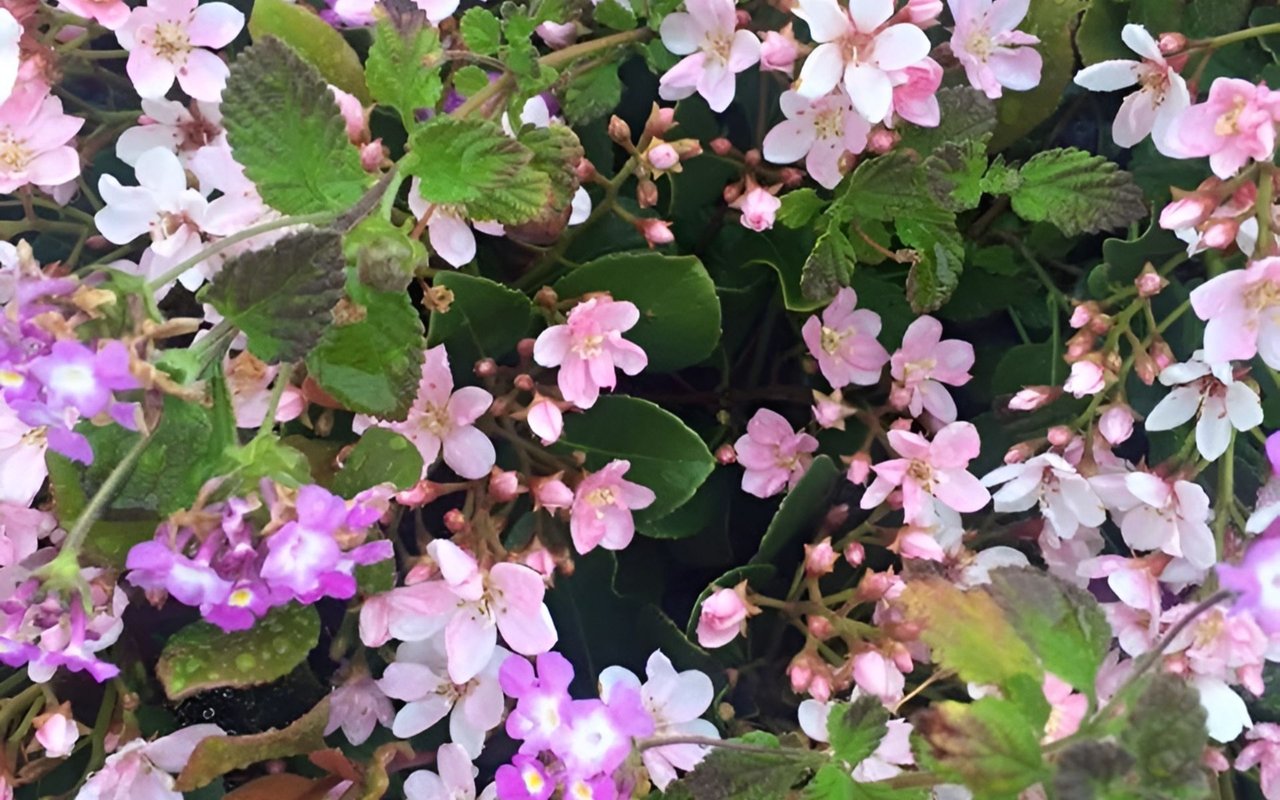 Pink, white, and purple flowers cluster among broad green leaves.