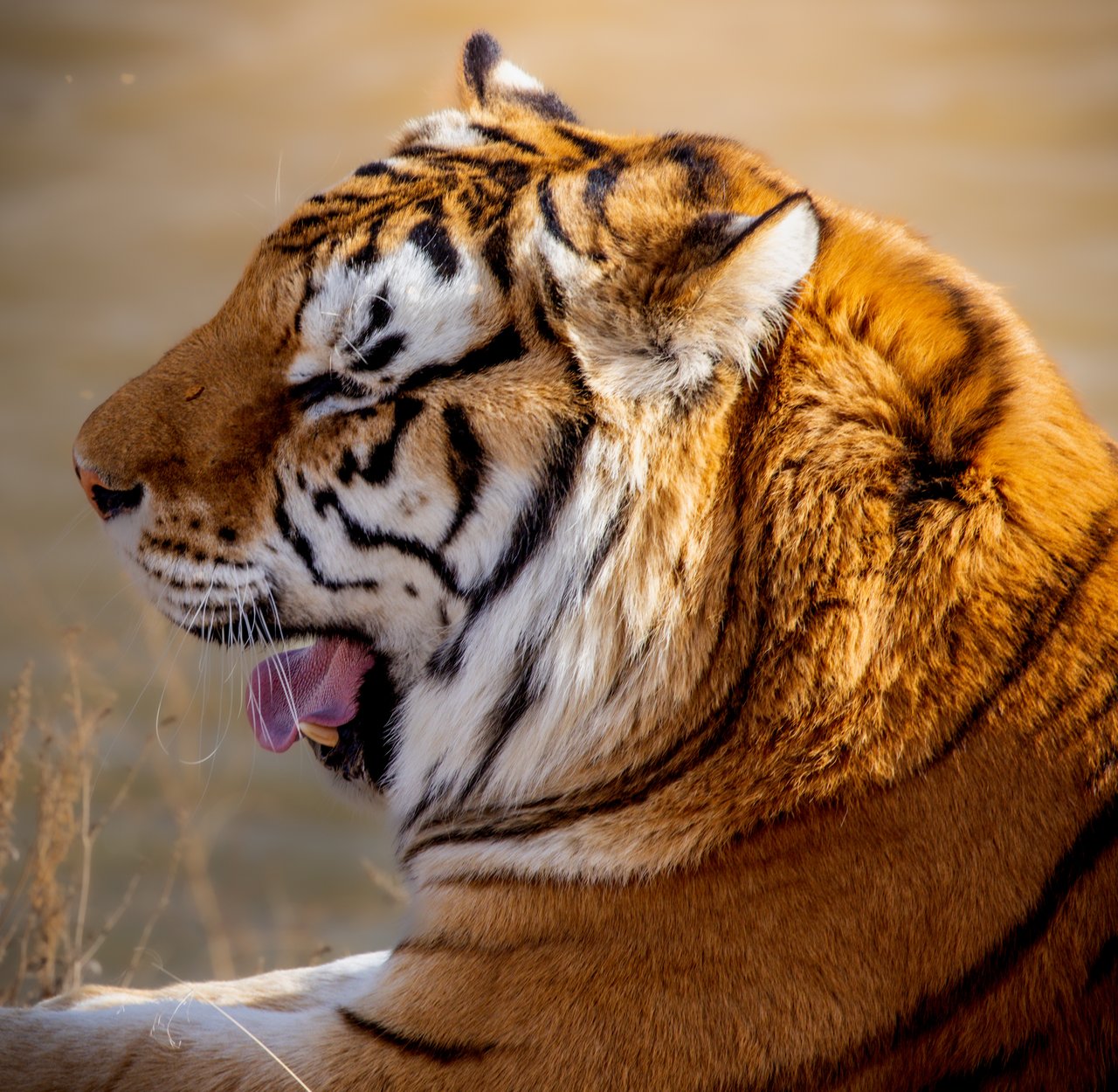 Into the Wild: Monica Breckenridge’s Unforgettable Journey at The Wild Animal Sanctuary Subtitle