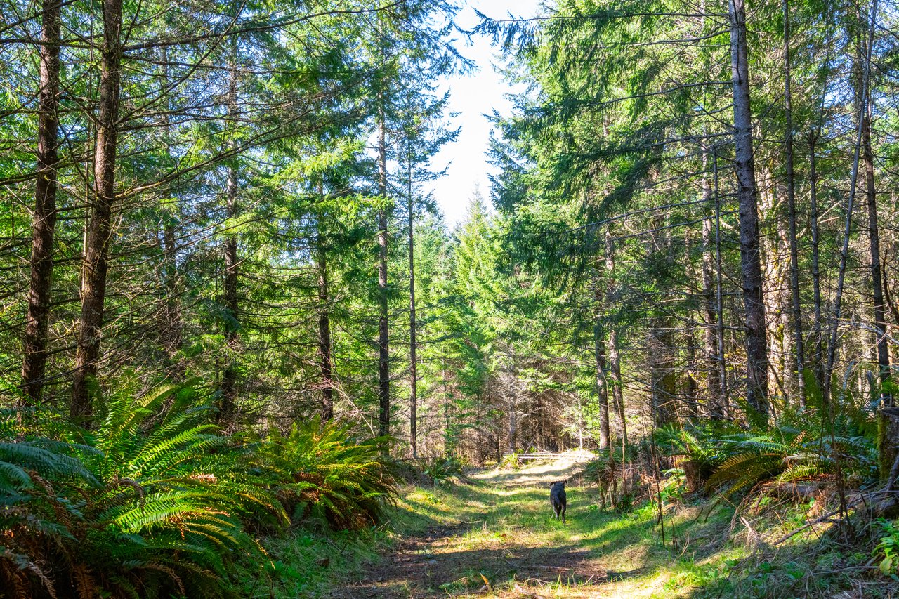 Marion Woods - Auction