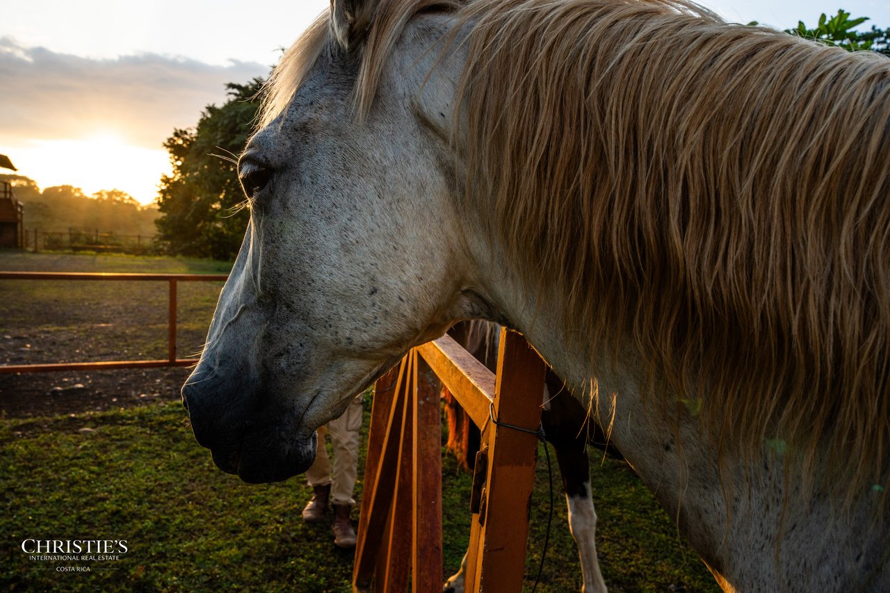 Finca Sweet Prince – A Private Equestrian Estate of Unmatched Elegance