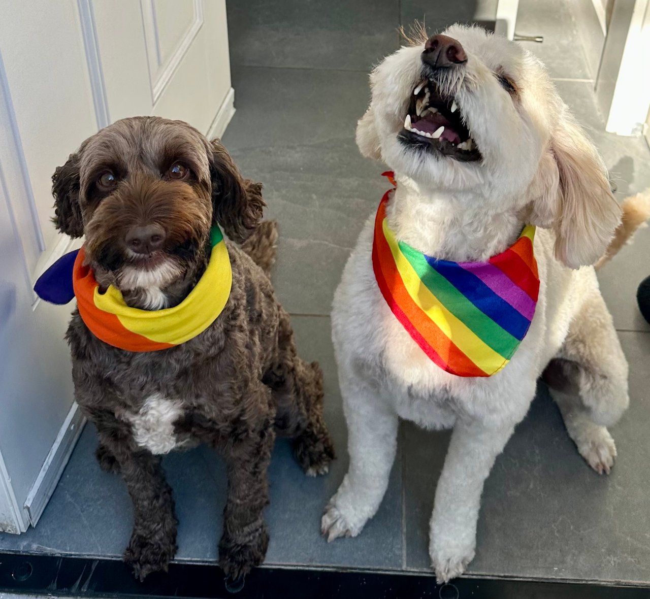 Dogs wearing Pride scarfs