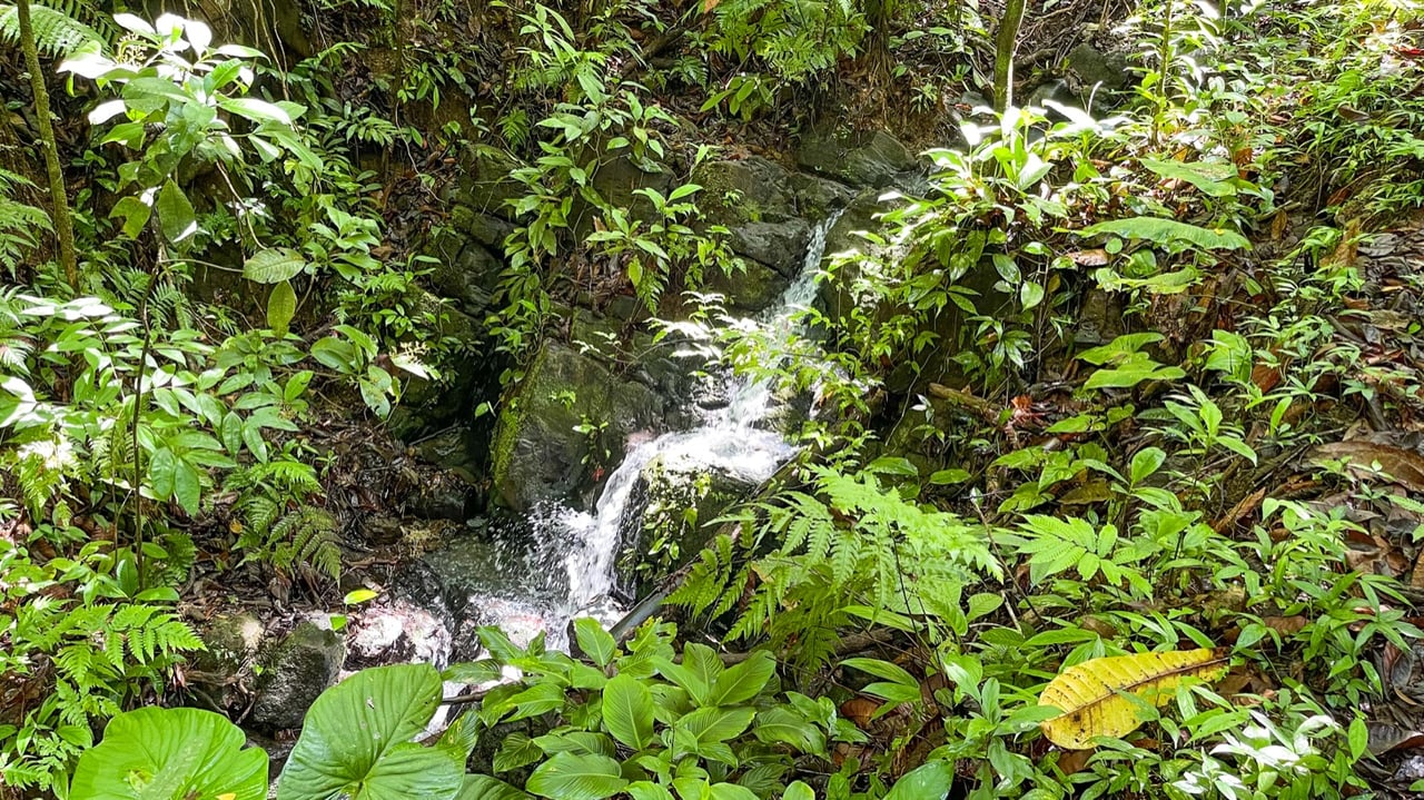 Five Star Private Rainforest Estate on Acreage with Creek