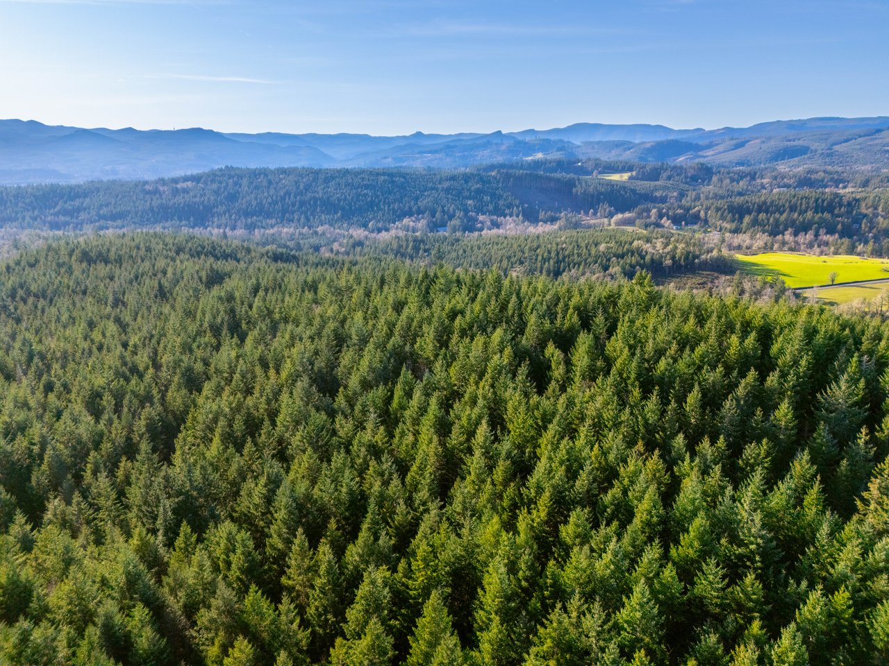 Liberty Forest Auction