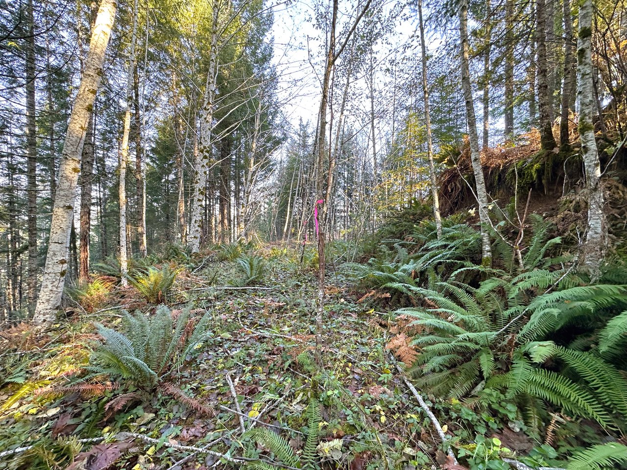 Rust Road Forest