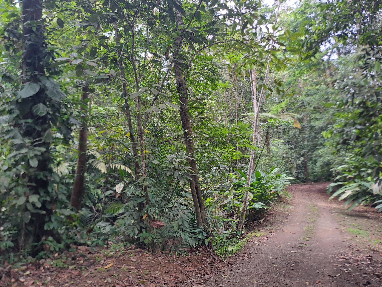 Serene Jungle Home + Guest Cabin on 3 Acres and River