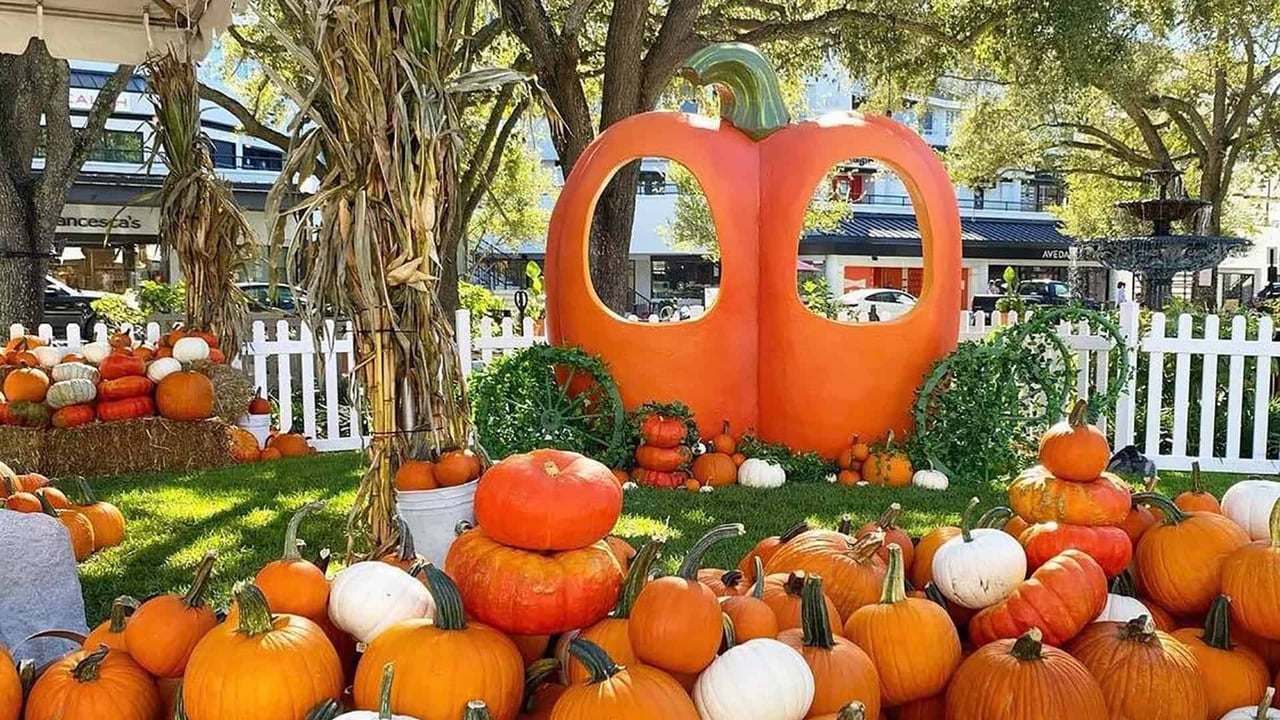 Fall in Tampa: What to Do This Season