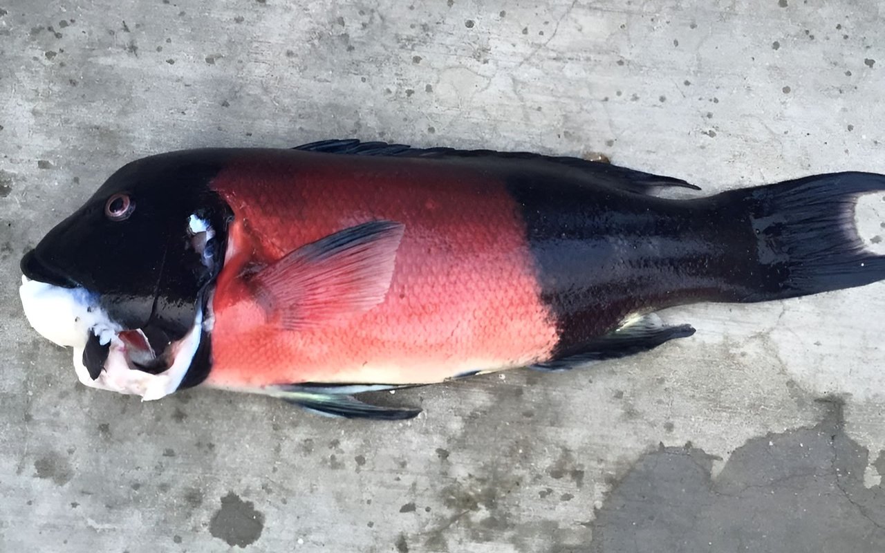 A black-and-red fish lies on mottled concrete.