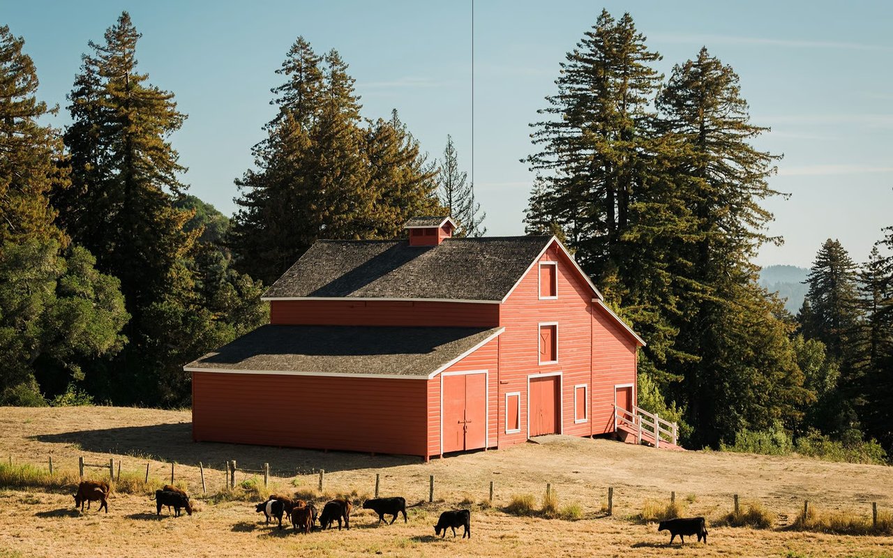 Red barn in a fenced pasture, with cattle grazing in front and tall trees behind.