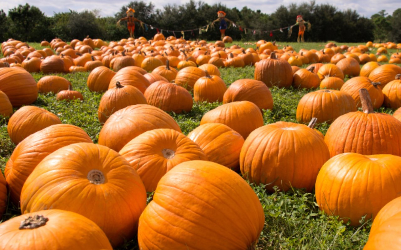 Best Pumpkin Patches Around Reno