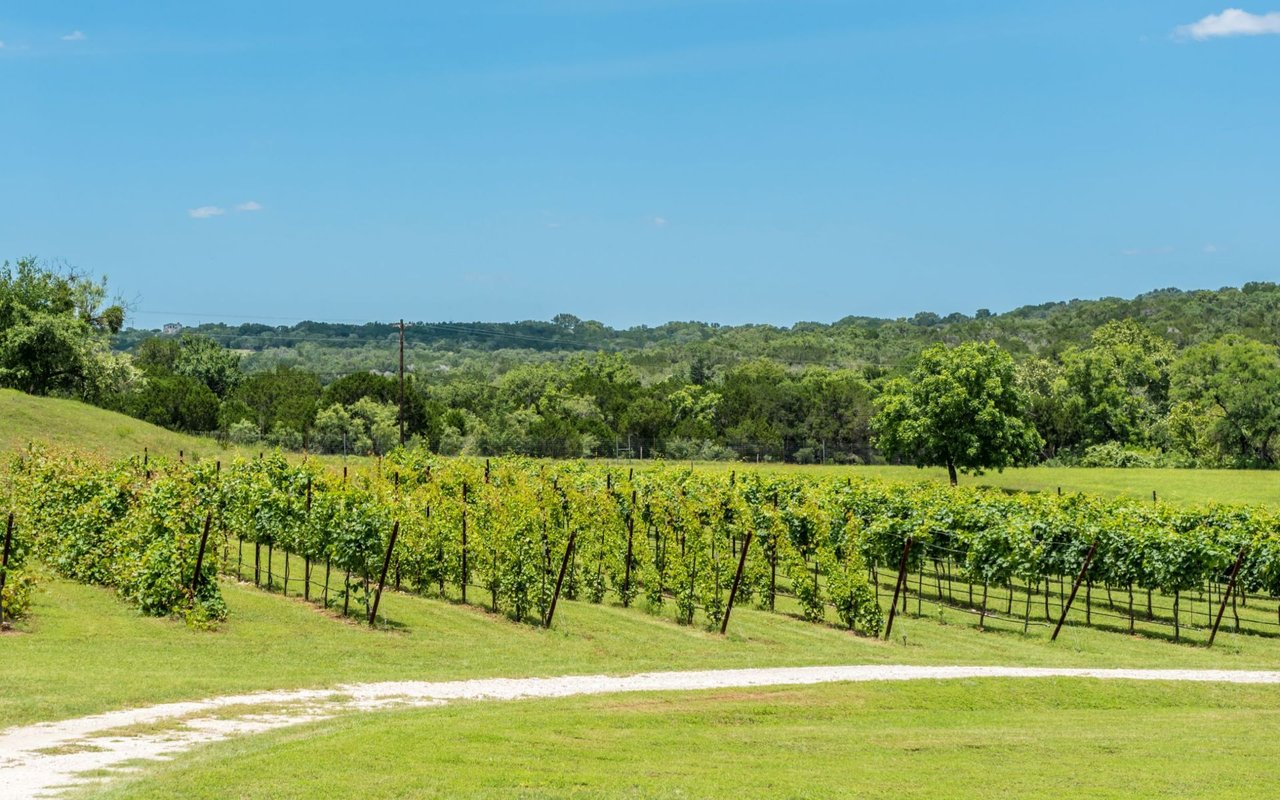 Grapevine