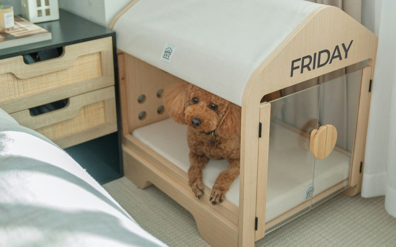 The Pet Owner's Guide To Selling A Home: 5 Things To Do To Prepare Your Property