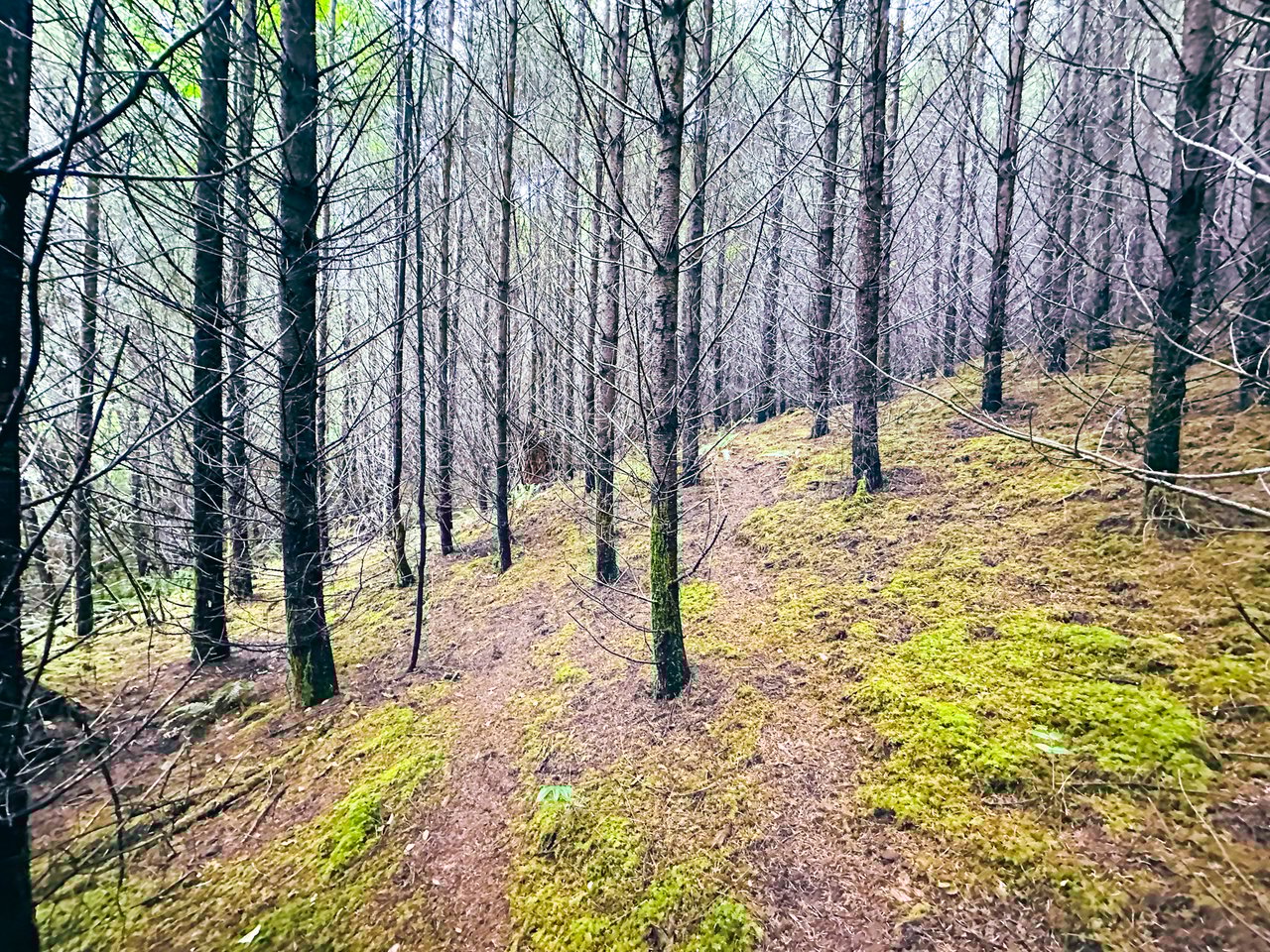 Little Forest
