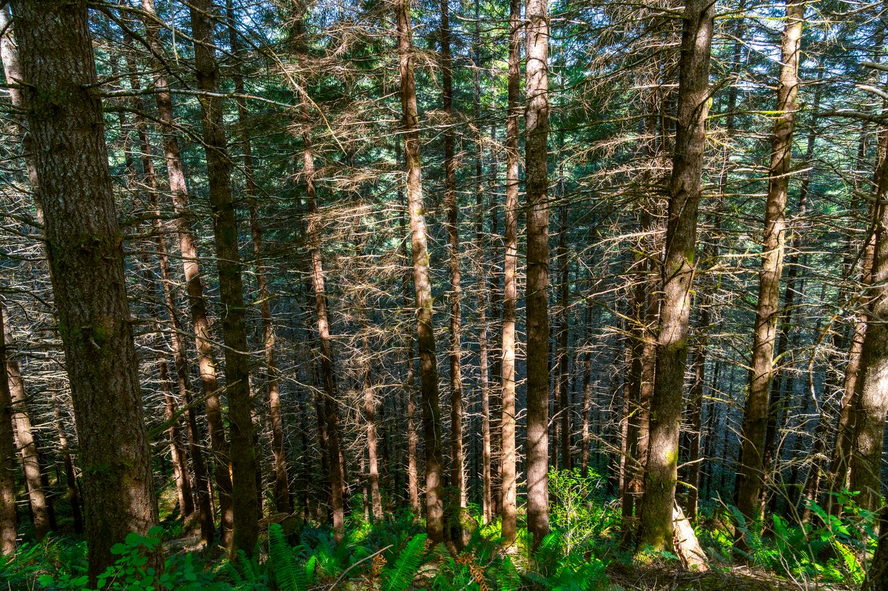 LINCOLN-HILLTOP TREEFARM Sealed Bid Offering 