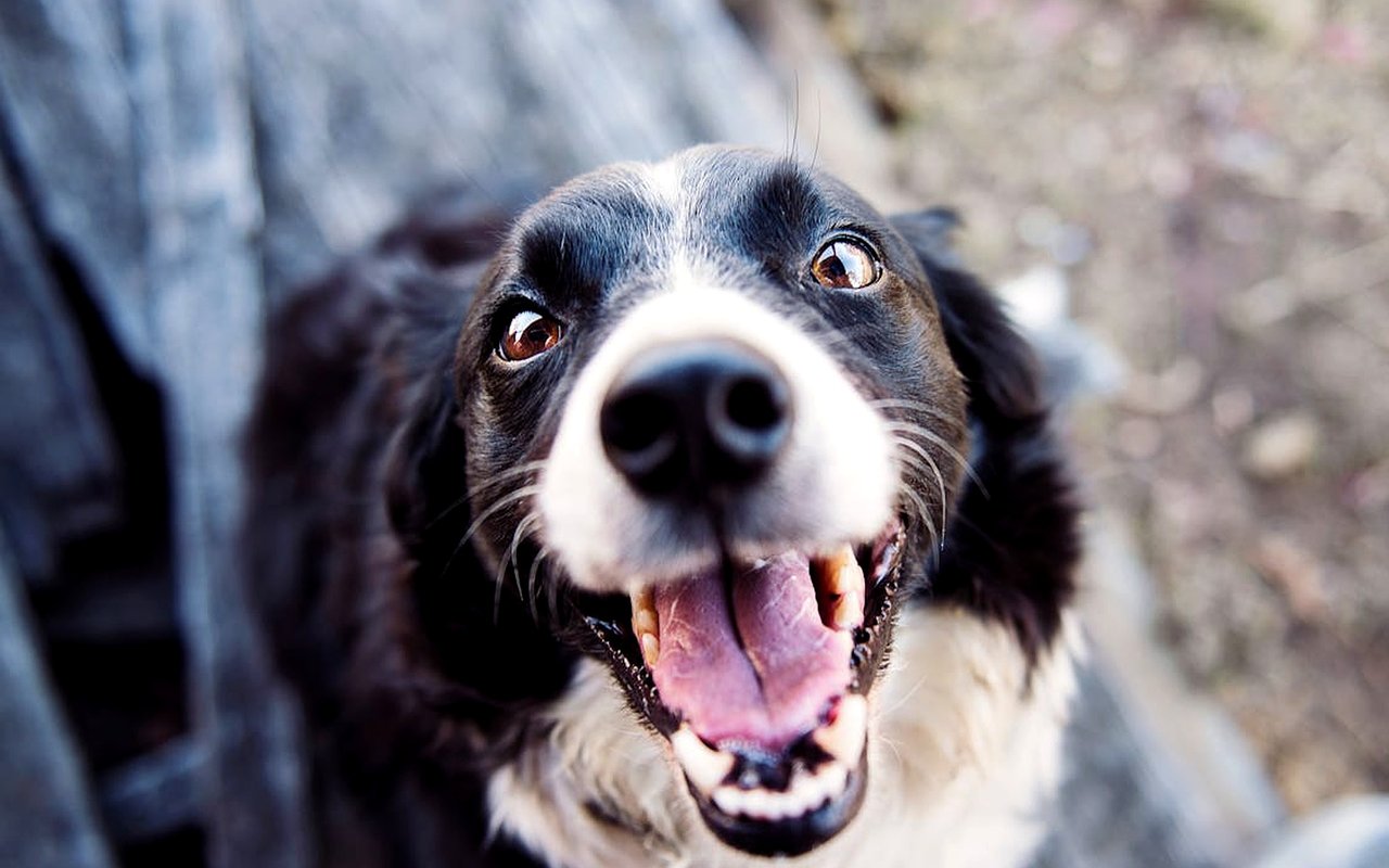 Pet-Friendly Fun in Fort Lauderdale