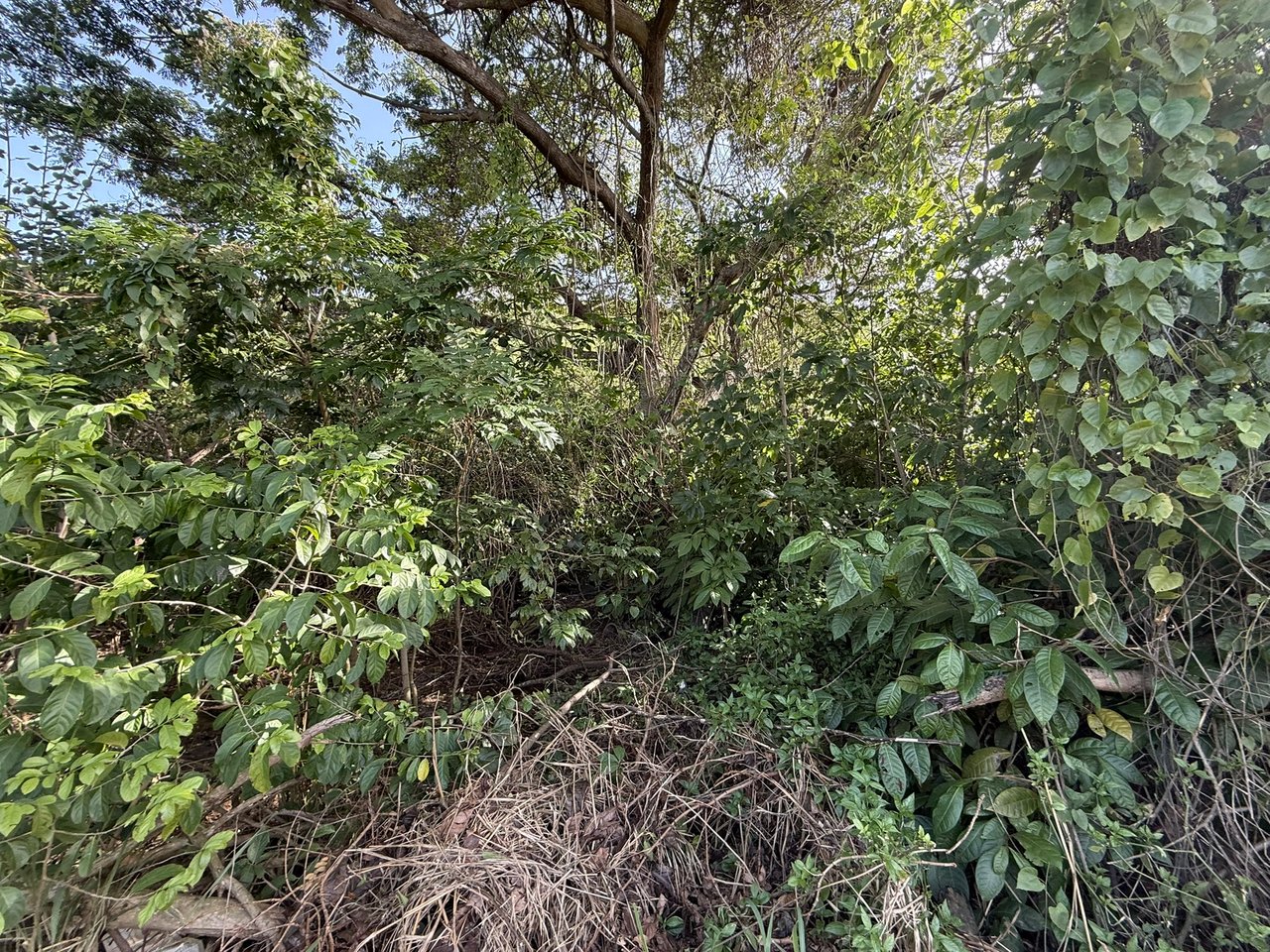 1081 Josiah's Bay 1 Acre Land