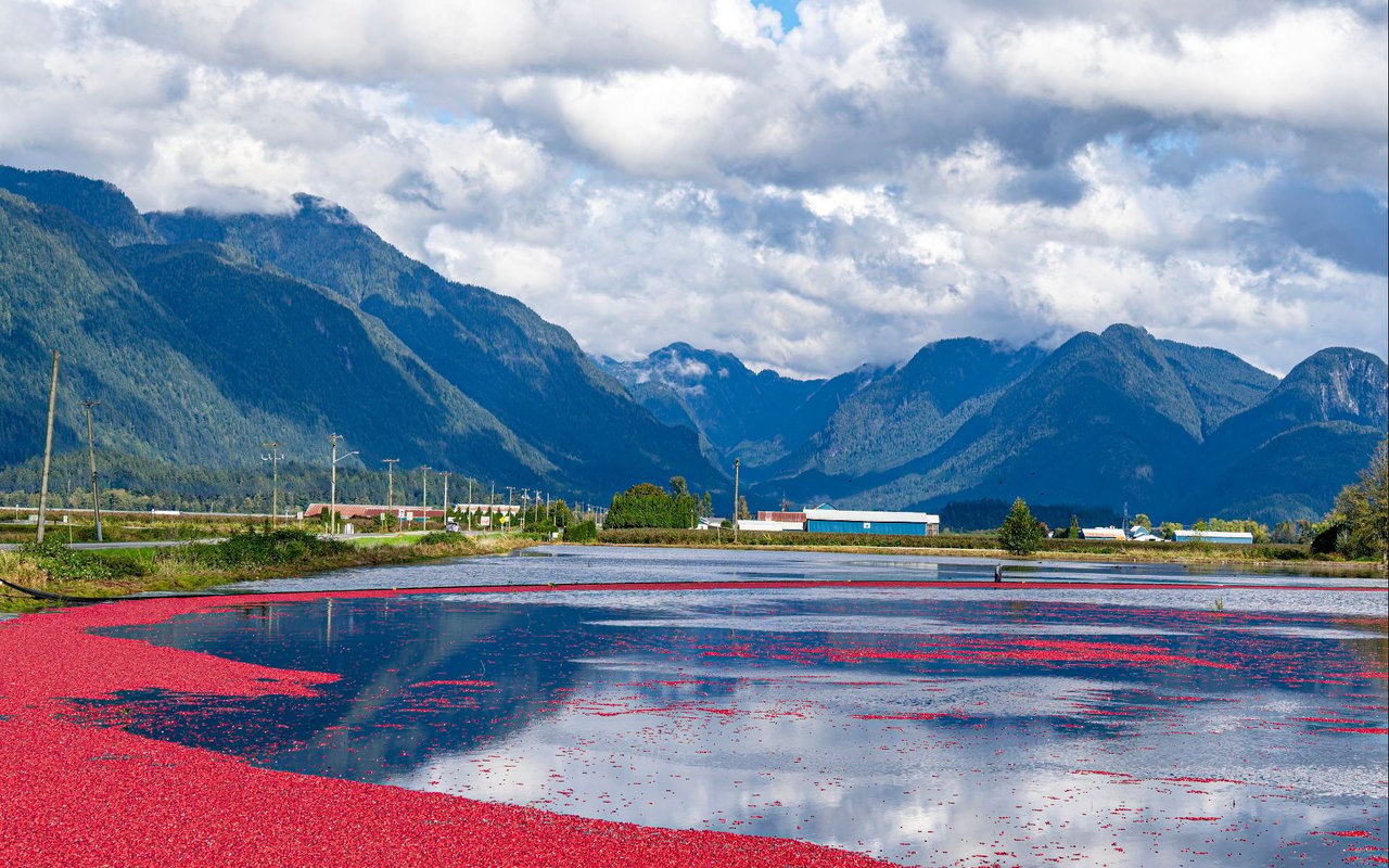 Pitt Meadows