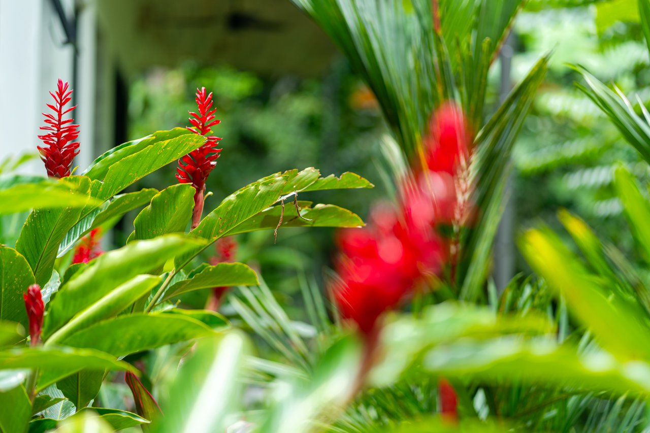 Casa Selva Vida, Uvita Costa Rica
