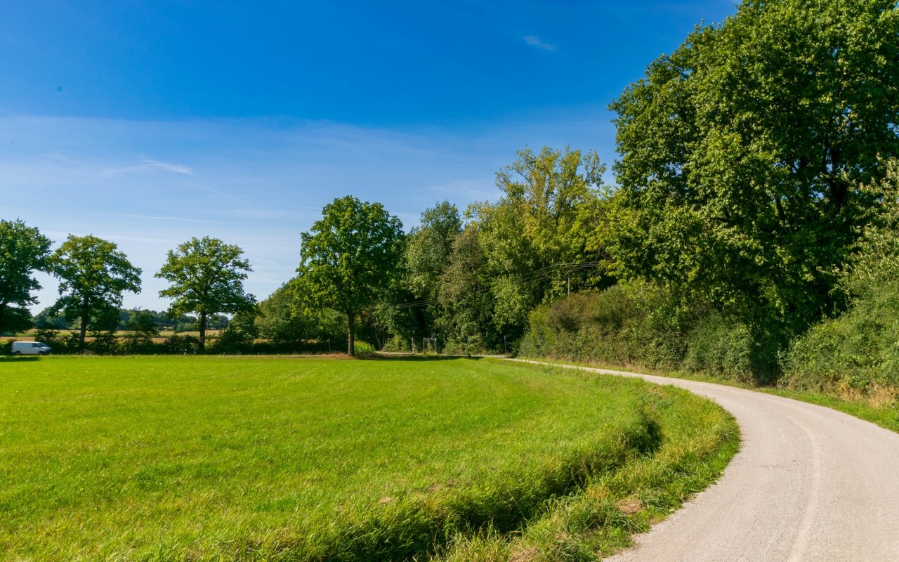 Rural road curves beside a green field bordered by mature trees.