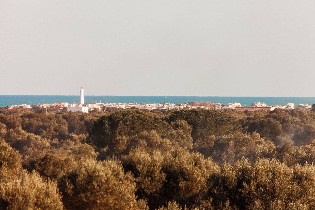 Intimate Villa Surrounded by Olive Trees Near the Town of Fasano