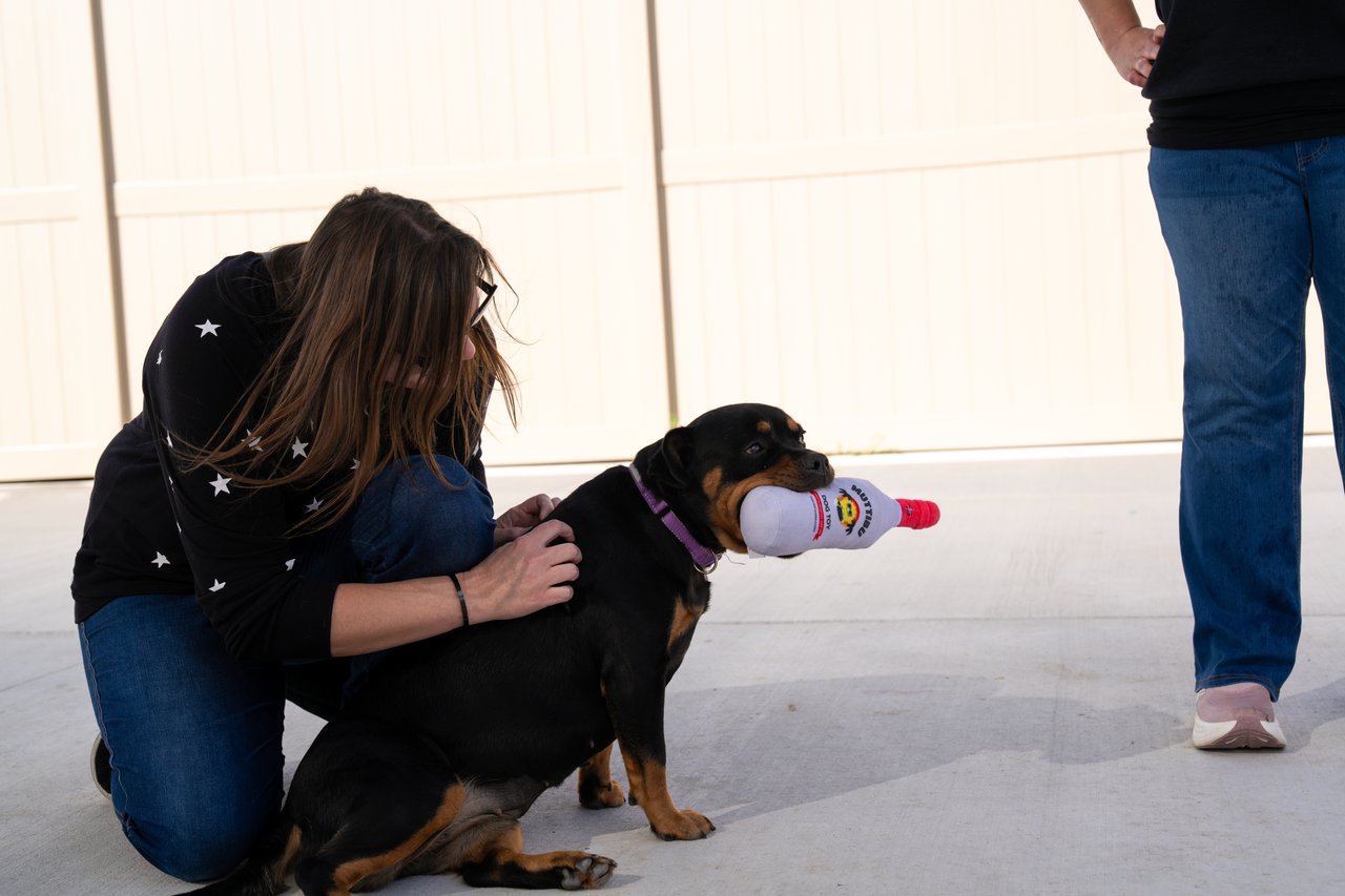 A woman pets a black-and-tan dog holding a plush toy in its mouth.