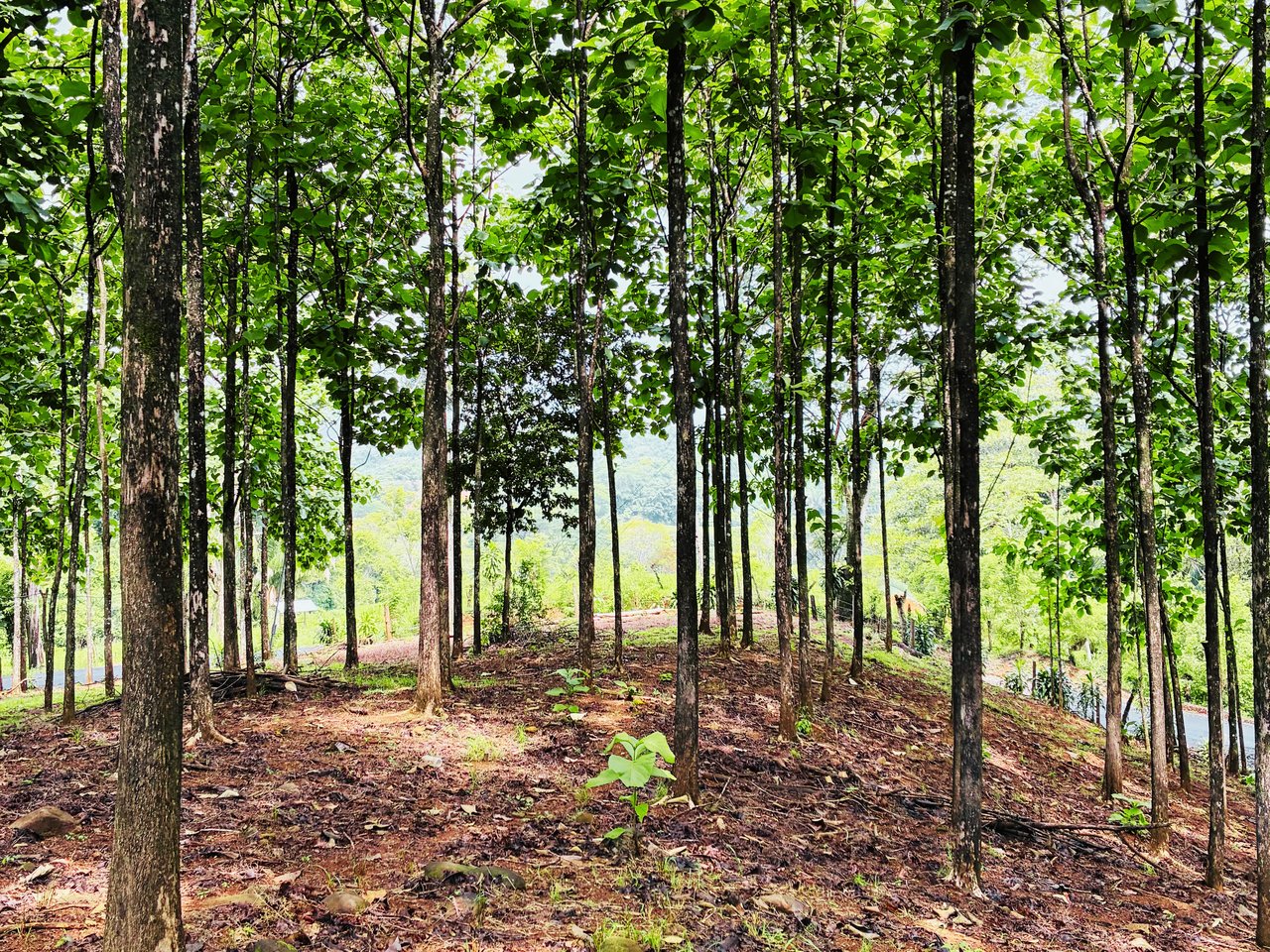 7-Hectare Farm with Teak Plantation, Existing Home & Eco-Development Potential Near Parrita, Costa Rica
