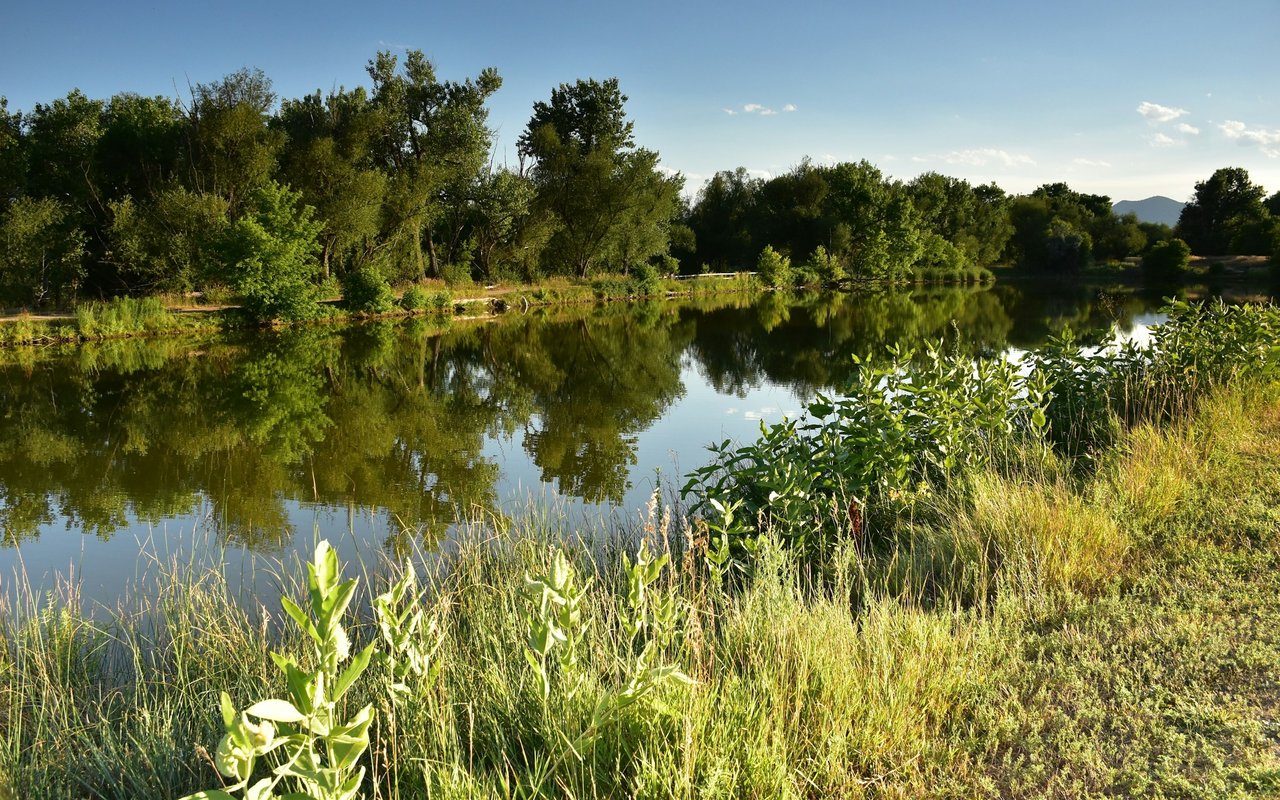 A tree-lined pond reflects the greenery, with tall grasses along the sunny bank.