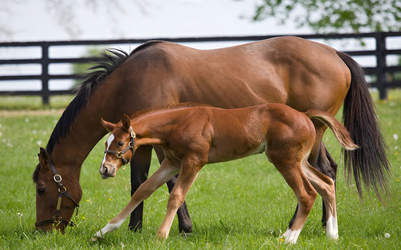 How Much Space Do You Need for a Horse
