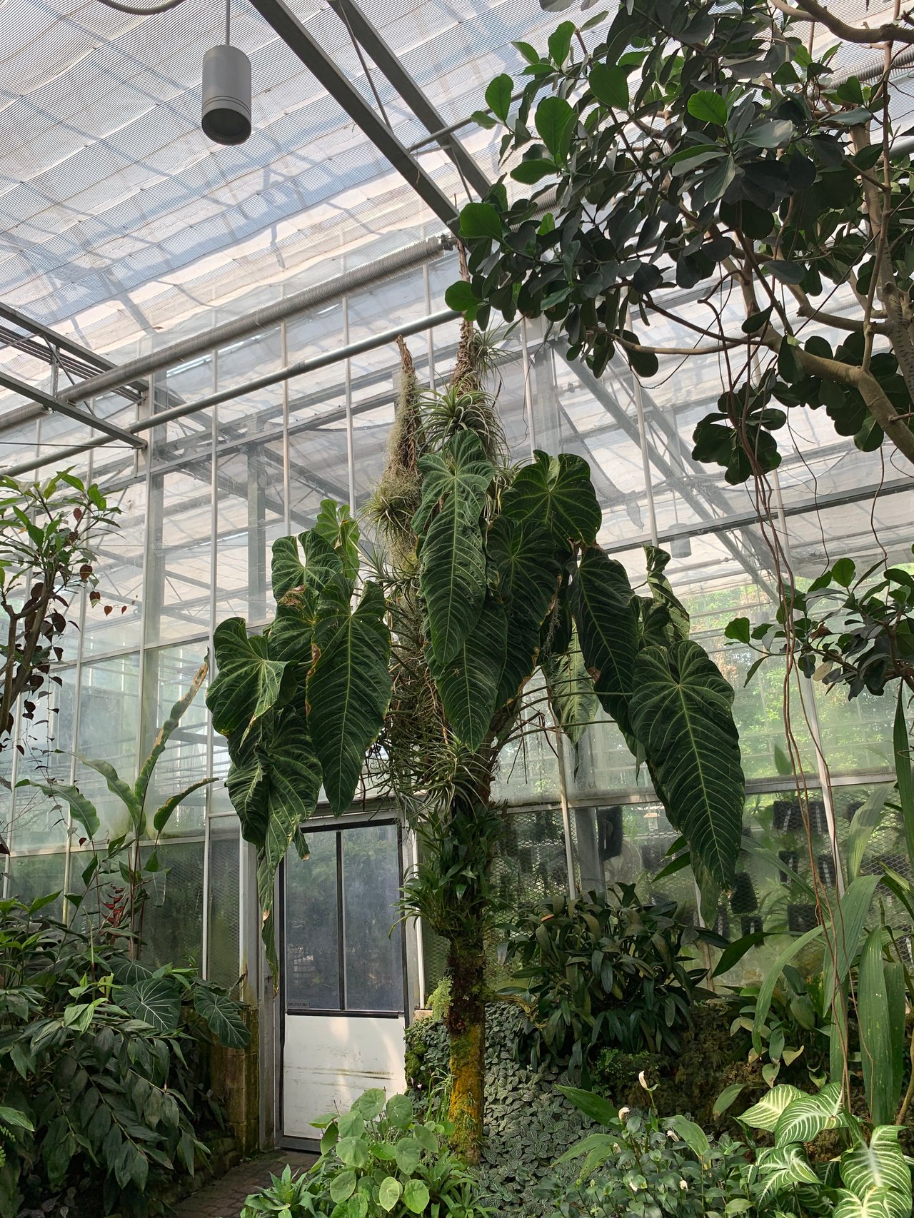 Atlanta Botanical Garden, A Lush Escape In The Heart Of Midtown