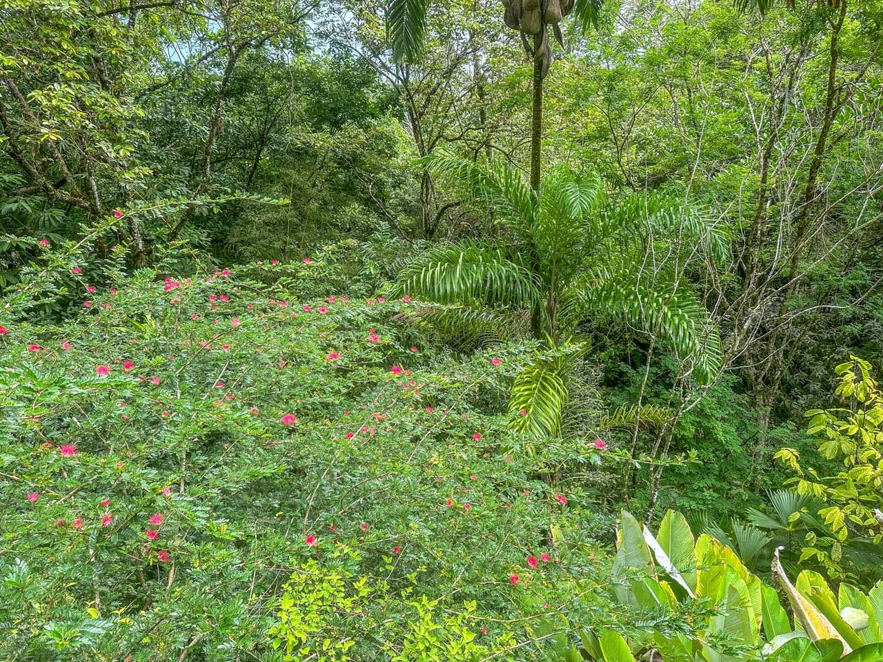 Ojochal Jungle Retreat for Sale with River, Pool, and Income-Generating Casitas