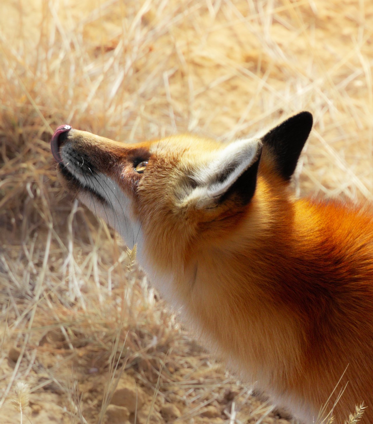 Into the Wild: Monica Breckenridge’s Unforgettable Journey at The Wild Animal Sanctuary Subtitle