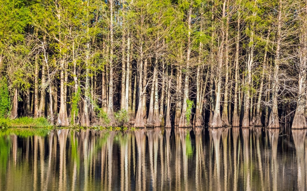 Six Mile Cypress