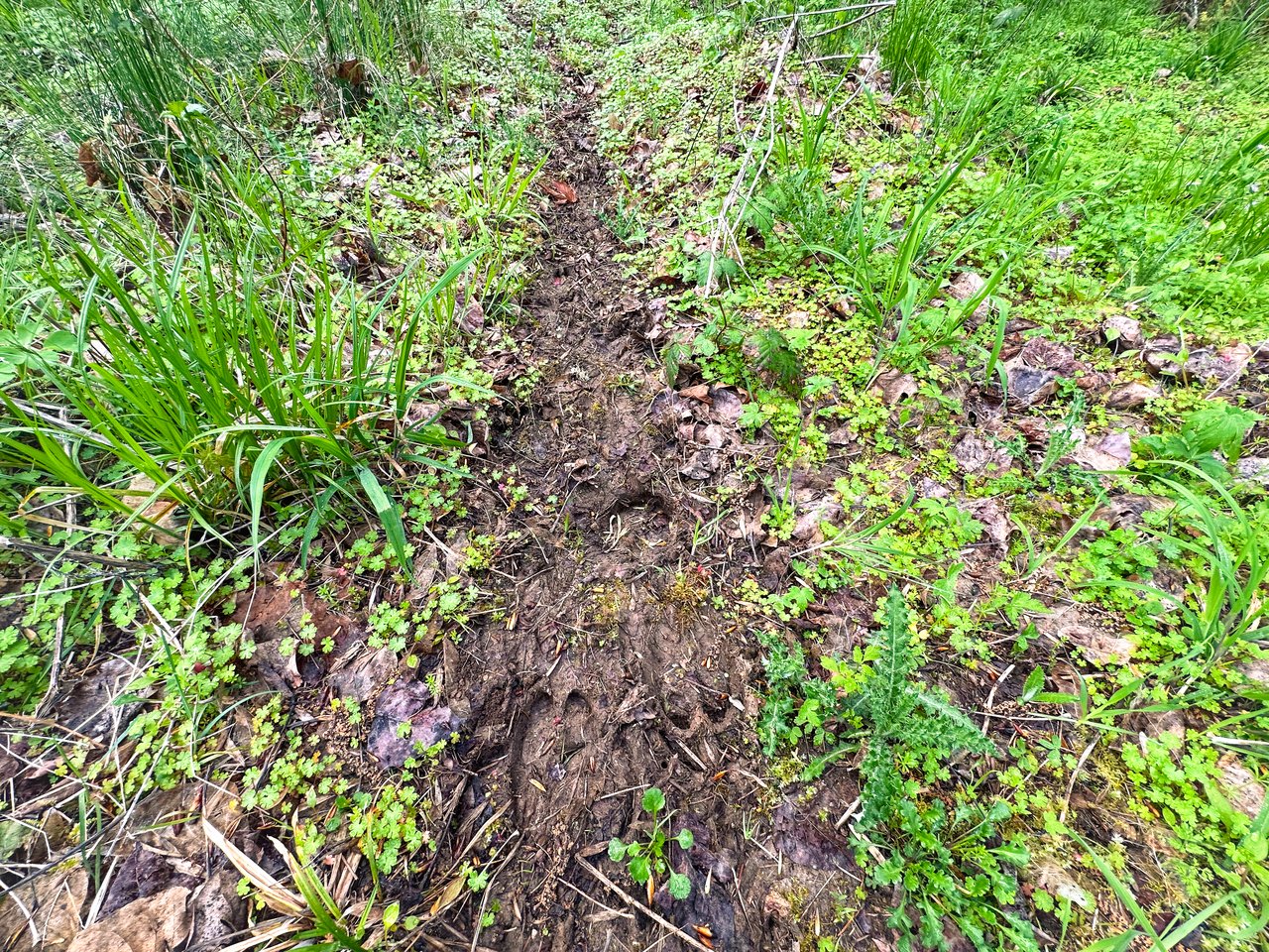 Liberty Forest Auction