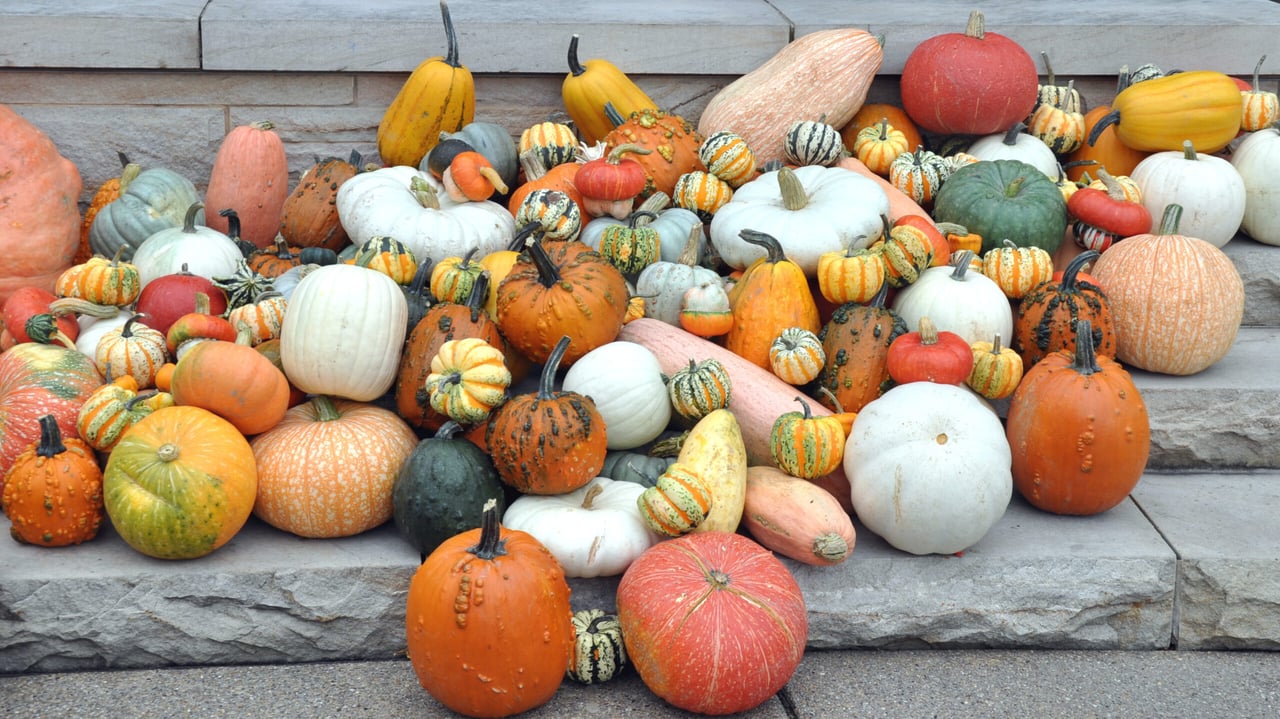 Falling for Fort Worth: 5 Must-Do Autumnal Events
