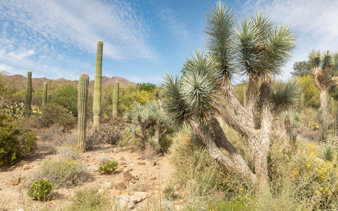 Yucca