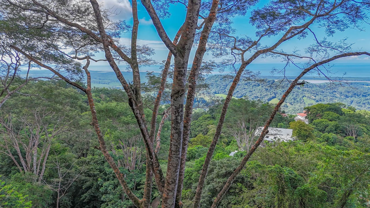 Ocean, jungle & mountain views on a meticulously landscaped 3-home family compound