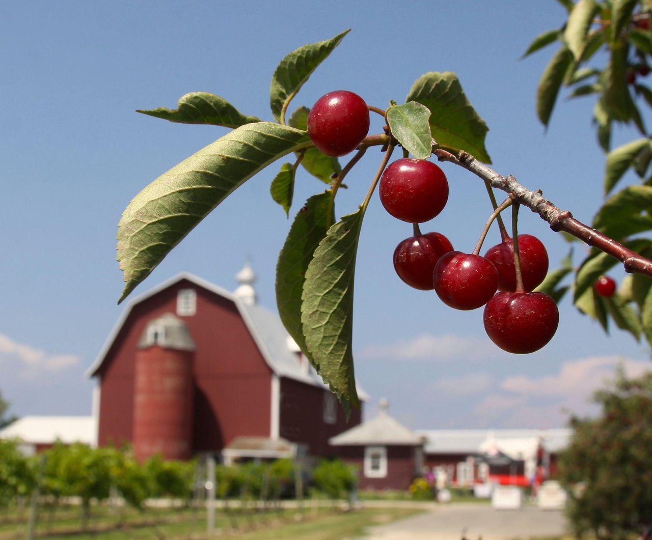 The Cherry Capital of the World: Why Traverse City Tastes Like Summer cover