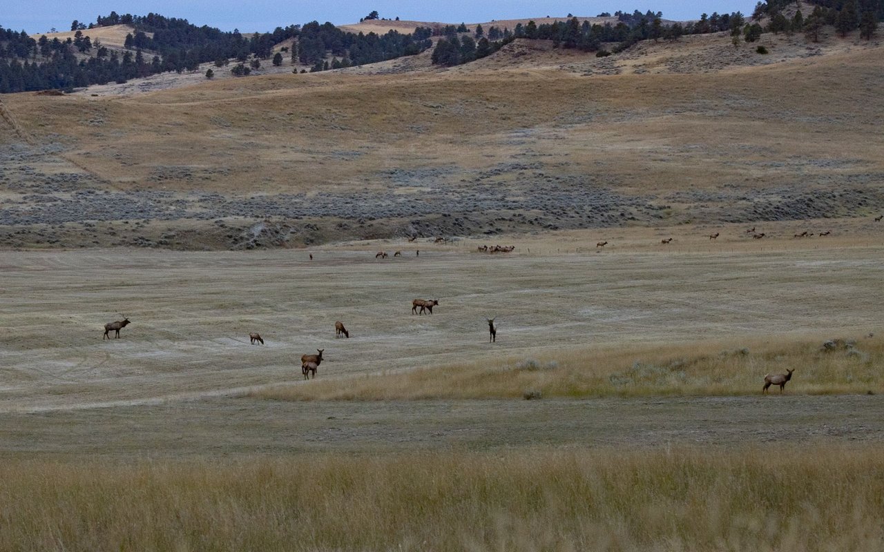 Elk Rich Ranch
