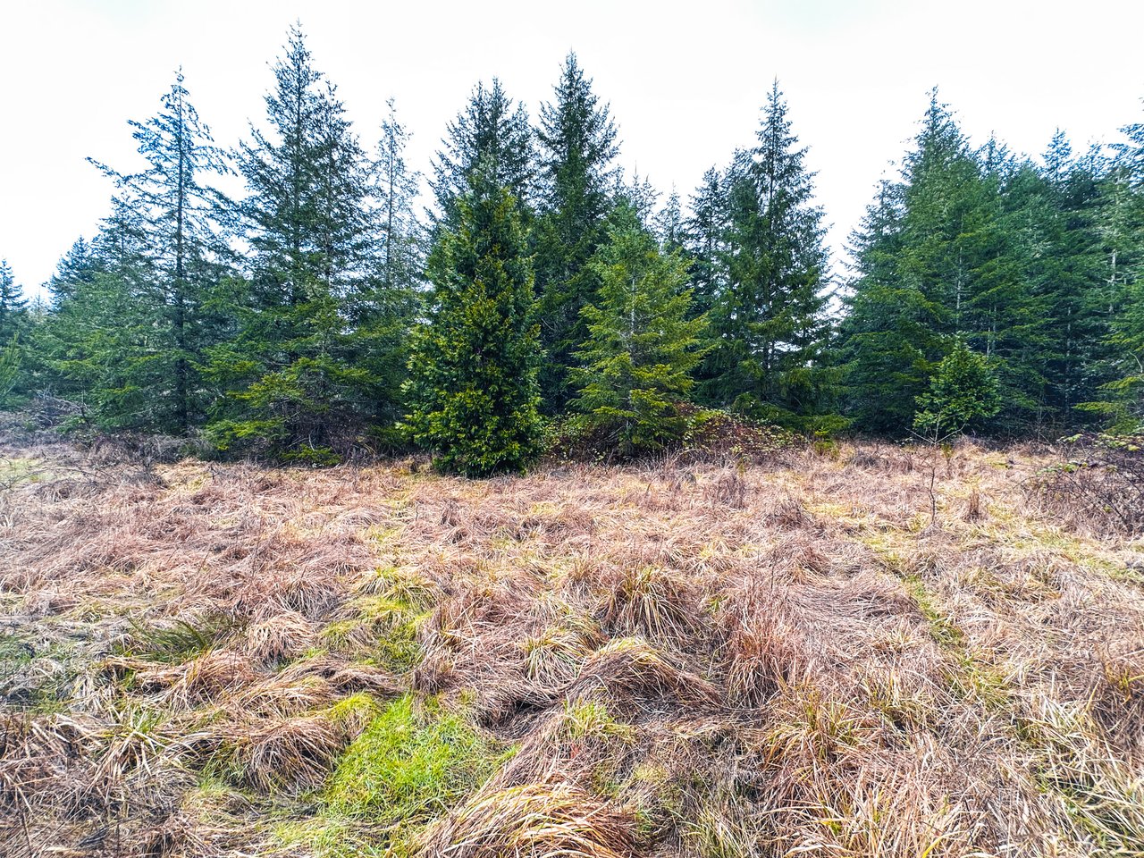 Coast Fork Woodland Meadows