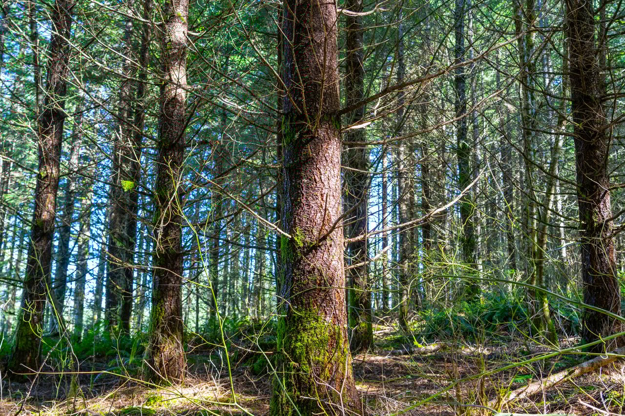 Marion Woods - Auction