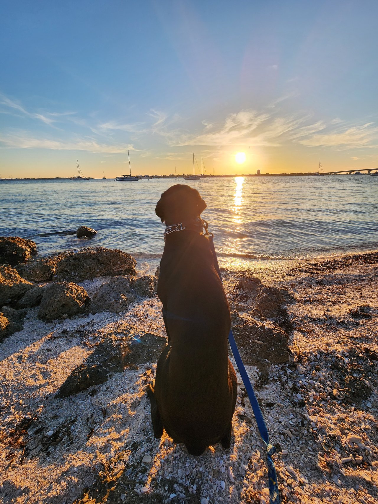 Dog on Sarasota beach at sunset