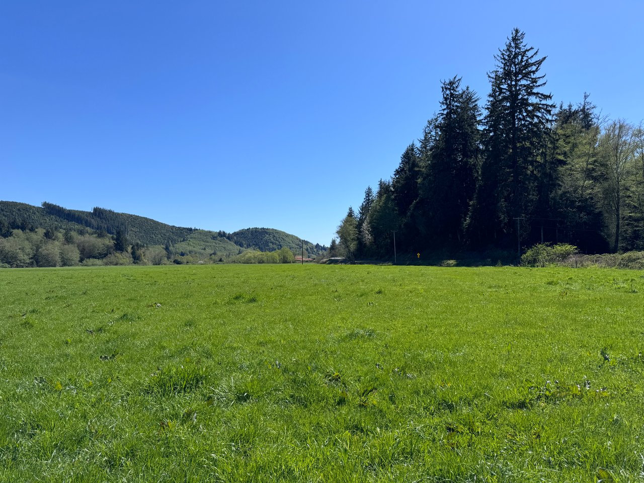 Open grassy field bordered by wooded hills and tall evergreens beneath a clear blue sky.