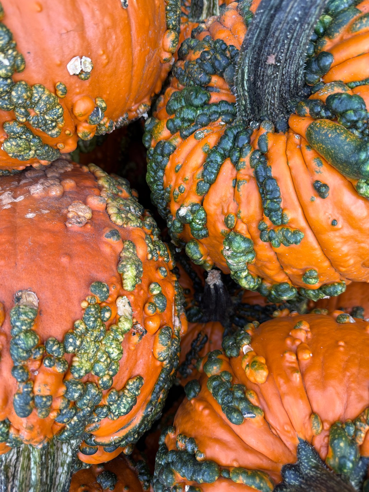Your Guide to Fredericksburg's Fall Festivals 